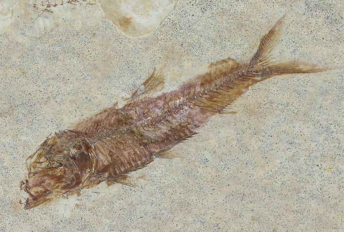 Knightia Fossil Fish - Wyoming #67360